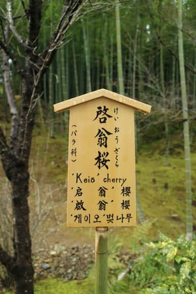 Picture 2. Tenryū-ji Temple, in Kyoto